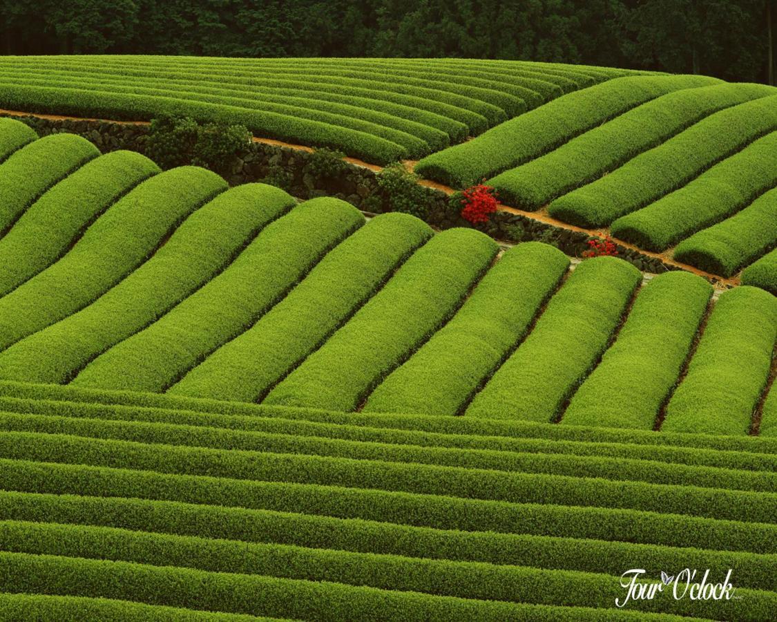 Hotel Emerald Inn Munnar Kültér fotó